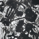 1565 van der gaag k