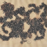 Theo Wolvecamp 0307 nt